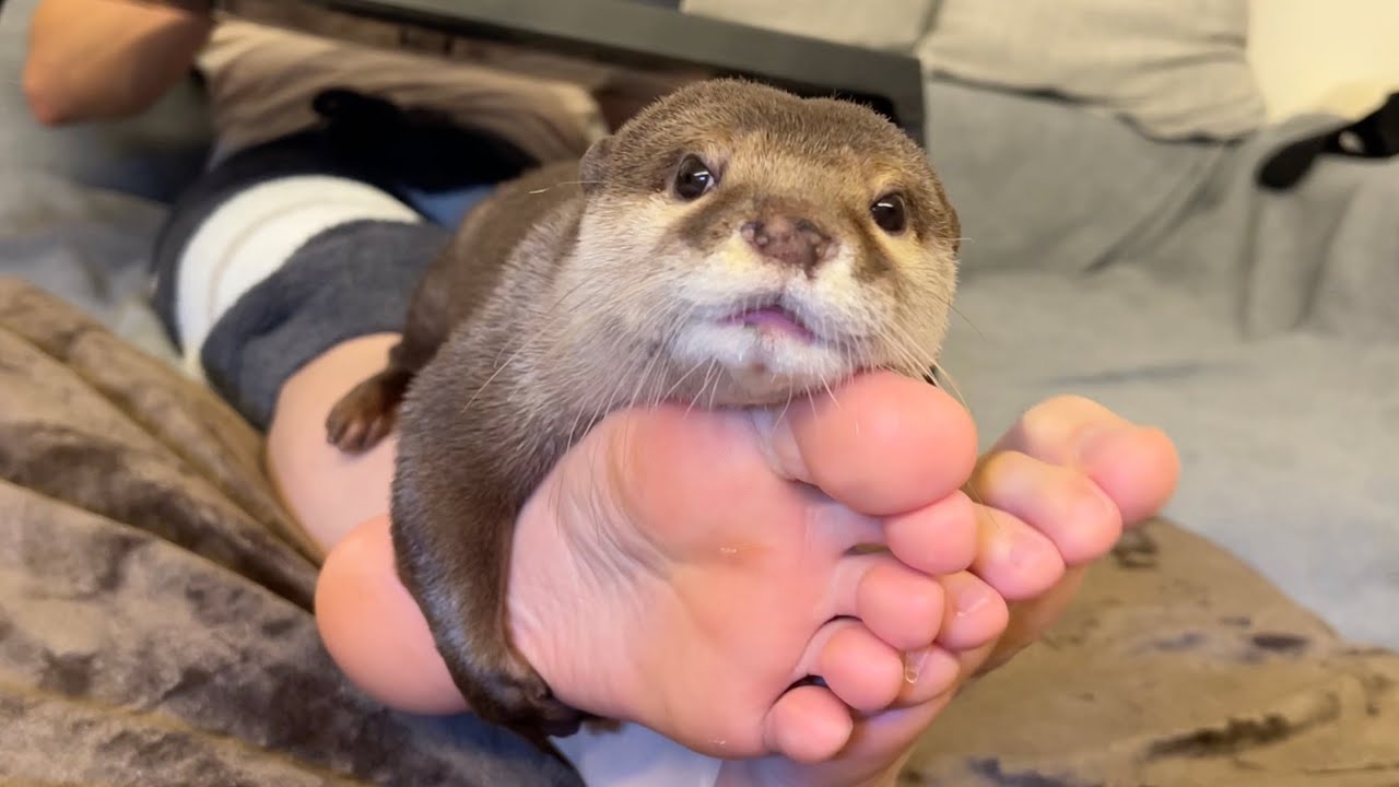 Otter that likes its owner's feet so much it runs amok - YouTube