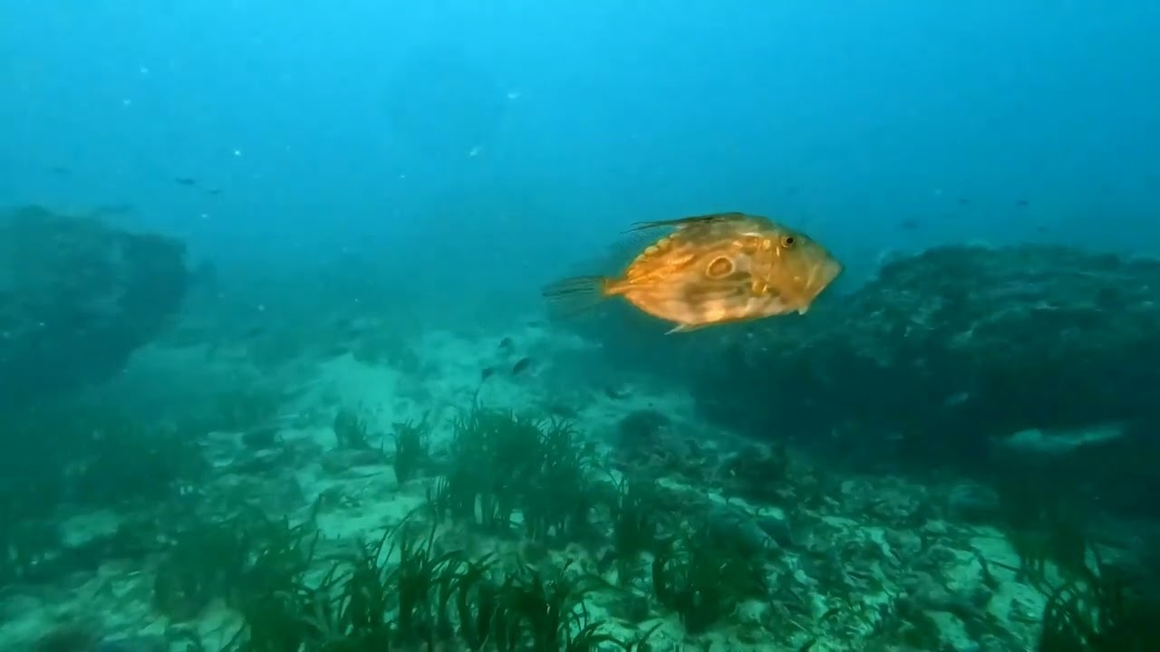 pesce san pietro a fine inverno