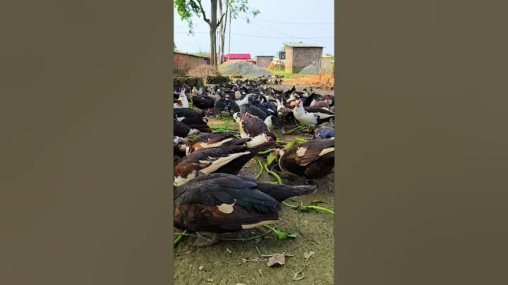 Duck Farming shorts. #china_duck