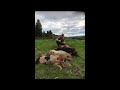 3 pigs 1 deer NZ hunting (daltons first deer)