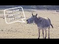 Animal sounds donkey bray heehaw in 4k