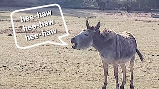 Animal Sounds: Donkey Bray (Hee-haw) in 4K