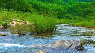 River and forest flowing water  Birds singing  Relaxing nature sounds  3 hours