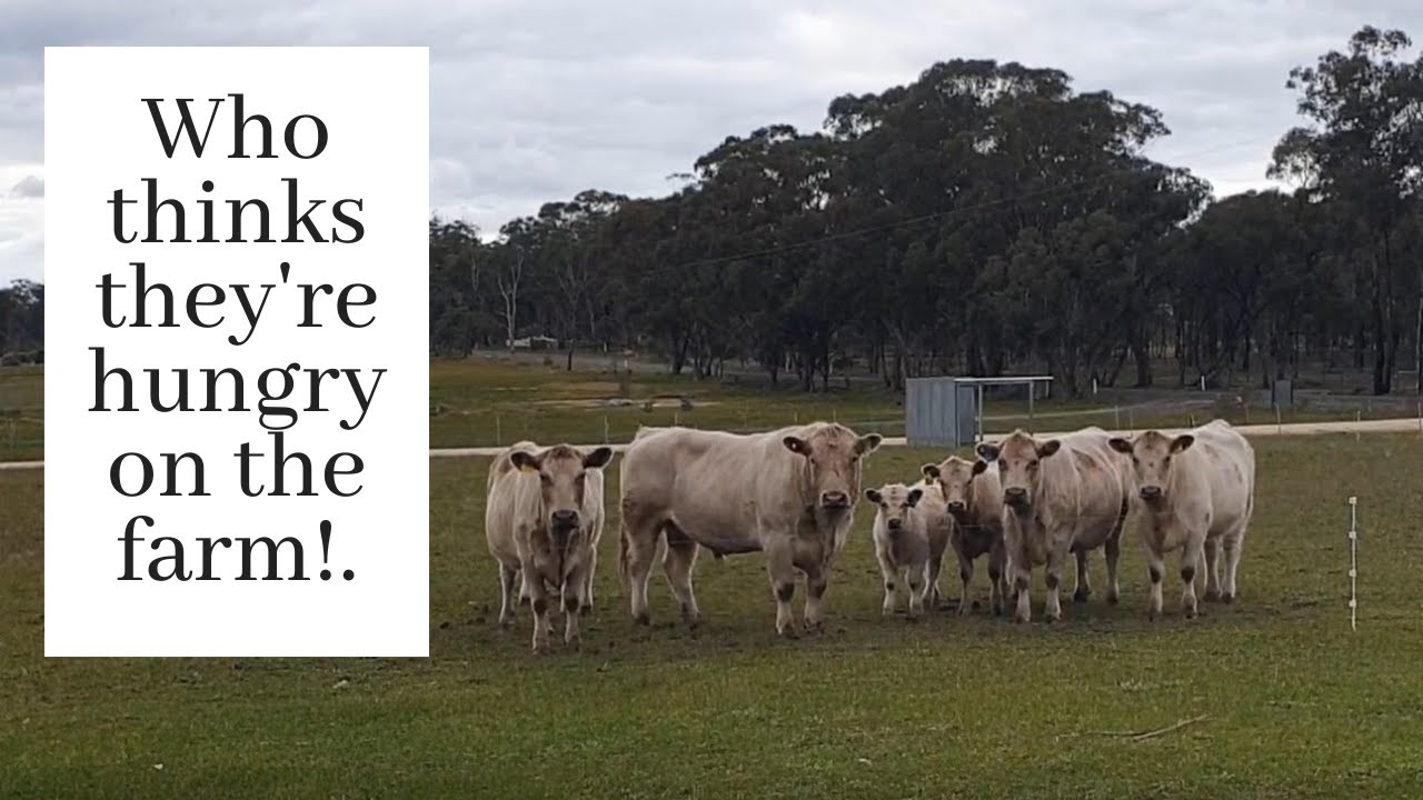 How we feed the cows during a drought - YouTube