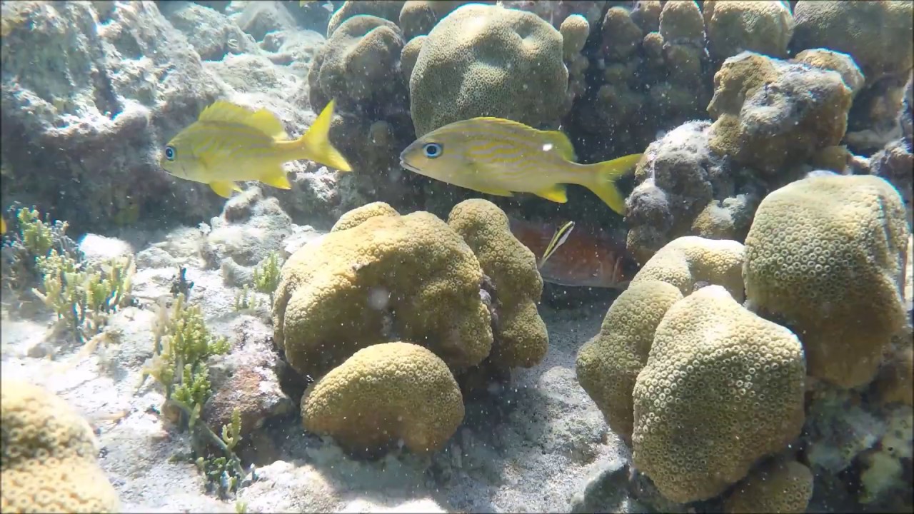 Antigua - French Grunt