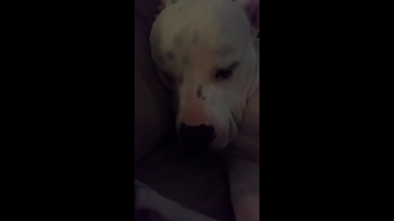 rumble video upload Bulldogs have it so ruff!