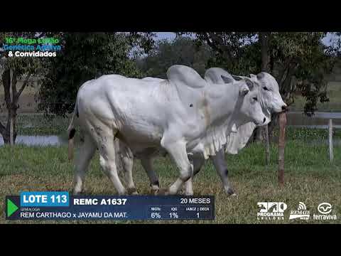 LOTE 113 - DUPLO - 16º Mega Leilão Genética Aditiva e Convidados