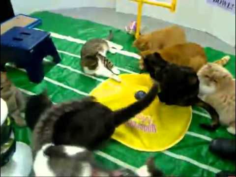 cage free vs organic eggs FFRC Cat Bowl 3rd quarter 2-3-2013