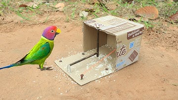 Creative Easy Parrot Bird Trap - Build Bird Trap Make From Cardboard Box