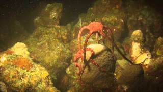 Spawning Brittle Star Fish