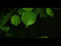 Wet Leaves