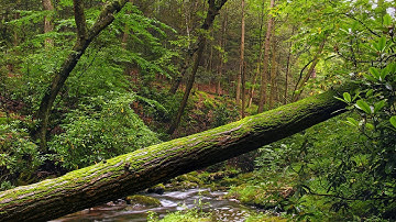 "If a Tree Falls In a Forest" by Alan Watts