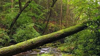 "If a Tree Falls In a Forest" by Alan Watts