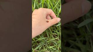 #ladybug#fyp#viral#bug#beetle#nature#help