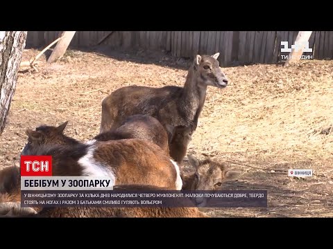 Новини України: у