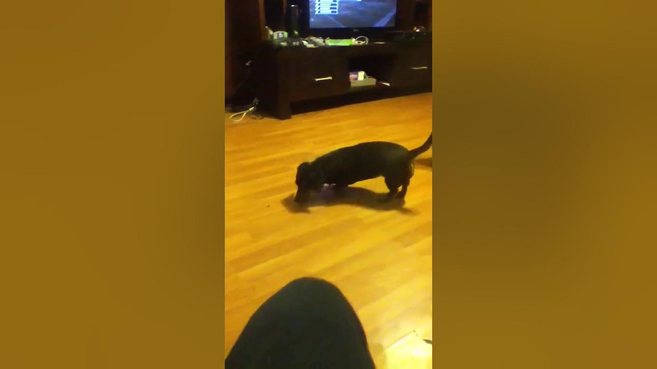 Dog drags butt on floor - YouTube
