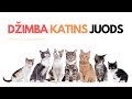 DŽIMBA - Katins juods