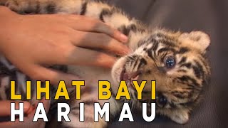 Saya akan melihat bayi Harimau yang berumur 2 minggu | JELANG SIANG