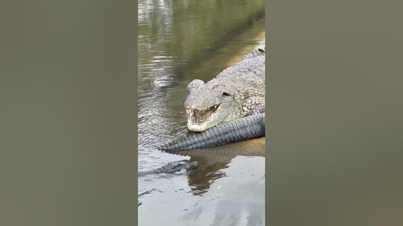 Lyle the Nile Crocodile Smiling! - YouTube