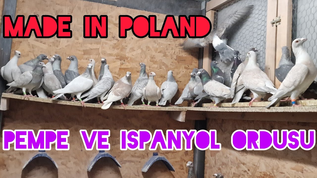 Anavatan'ı polonyadan ispanyol ve pembe ordusu#aksoyfiloelvanguvercinleri