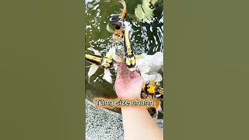 CÁM MEGAJUMBO CHO CHÉP PHI TẦN, CHÉP SƯ TỬ - Food for butterfly carp  #chepphitan  #chepsutu