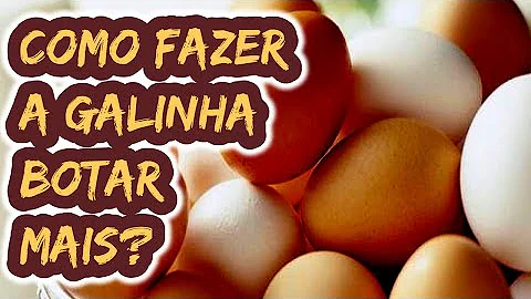 Como aumentar a postura das galinhas caipiras?