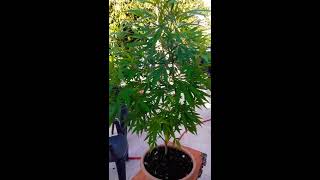 Pruning Low Stress Training And Lollipoping Cannabis Plants. How To Lollipop Your Cannabis Plants