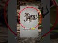 Why This Spider Keeps a Pet Frog 🕷️🐸