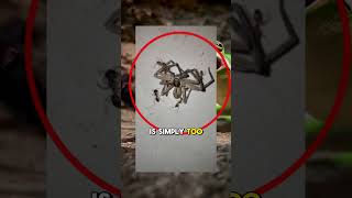 Why This Spider Keeps a Pet Frog 🕷️🐸