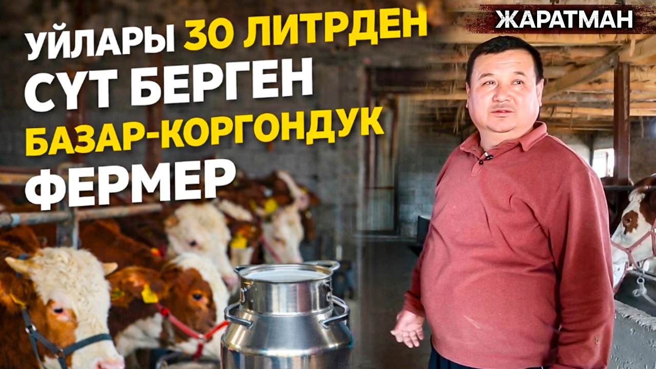 Жалал-Абад: Уйлары 30 литрден сүт берген Базар-Коргондук фермер // Жаратман
