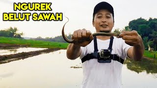 Mancing Belut Sawah Ngurek Belut Lucu Bikin Ngakak