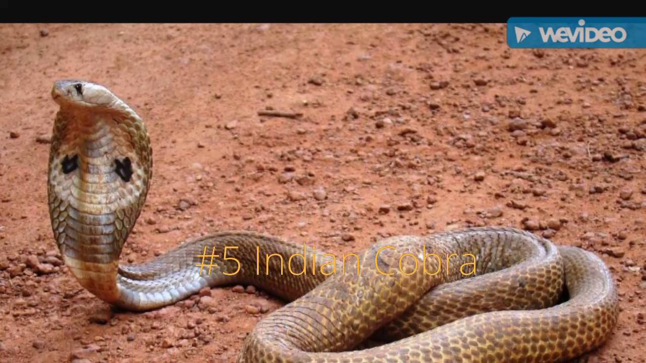camera iphone 8 plus apk The king cobra
