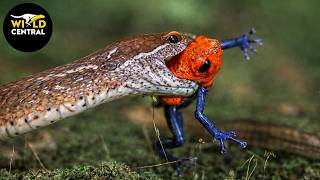Terrifying Venomous Snake Attacks: Brutal Hunts Captured on Camera | Wild Animals