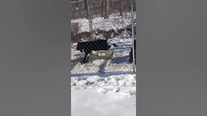Max is moved into Peter's Pen