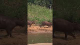 Who doesn’t love #capybaras?