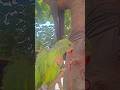 love birds and pigeon #punjabi #pigeon #trending #kabootar #ytshorts #ytviral #sundh_dihat