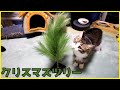 クリスマスツリーを猫たちにプレゼントしてみた。