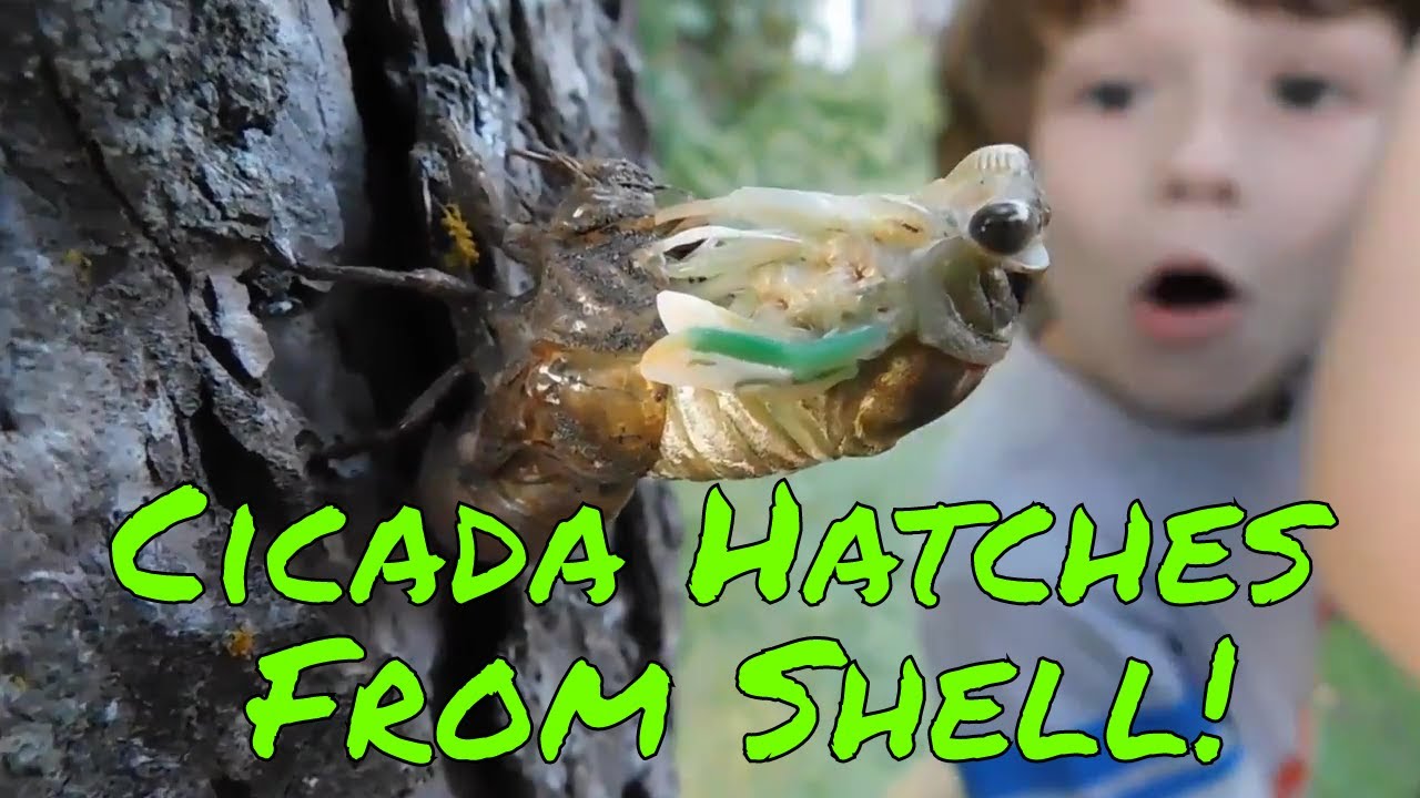 Match the Hatch? Cicada Nymph Molts, Emerges from its Shell