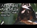 Летучие лисицы - интересные факты