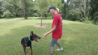 Amazing Super Doberman "Rubix" 8 Mo's Off Leash Obedience Work Off Sight Home Raised Protection Dog