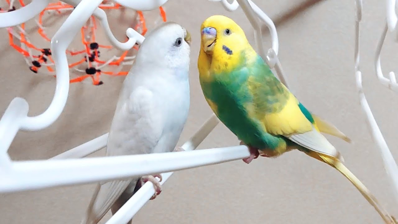 セキセイインコの楽園 愛の空中ハンガー Youtube