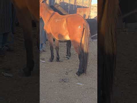 بغل مليح للبيع بثمن زوين 92 الف بارطاجي أحلى متابعين السوق الاسبوعي