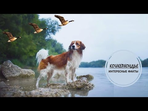 КОИКЕРХОНДЬЕ🐕/Нидерландский охотник🐕🐕🐕👍