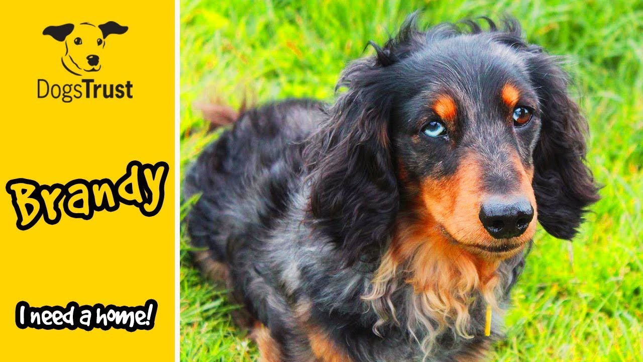 england traduccion Brandy the Mini Long Haired Dachshund is a Feisty Little Lad! | Dogs Trust Basildon