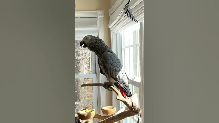 A few minutes with Symon the African Grey Talking Parrot💕🦜#talkingparrot #africangrey #parrot