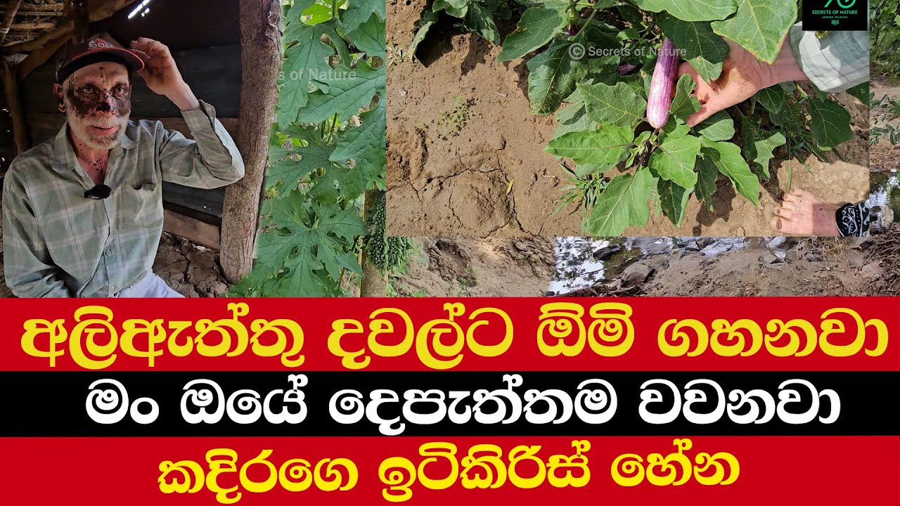 අලිඇත්තු දවල්ට ඕමි ගහනවා | මං ඔයේ දෙපැත්තම වවනවා | කදිරගෙ ඉටිකිරිස් හේන