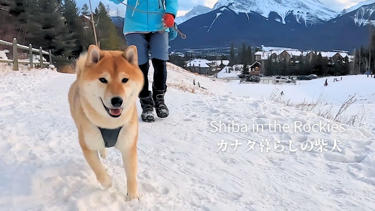 周りが楽しそうだと、つられて思わず笑顔になってしまう柴犬ソラ [4K]