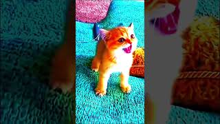 Old Trend Free Fire ... ...