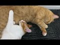 飼い主がいない間、子猫と先住猫を隠し撮りしたら感動しました【子猫成長日記#34】