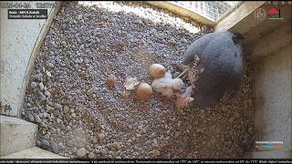 Reda KOKSIK sokół-wędrowny Klucie 2.maluszka.Agra ostrożnie przeciąga go do siebie~12:30-2026 04 26